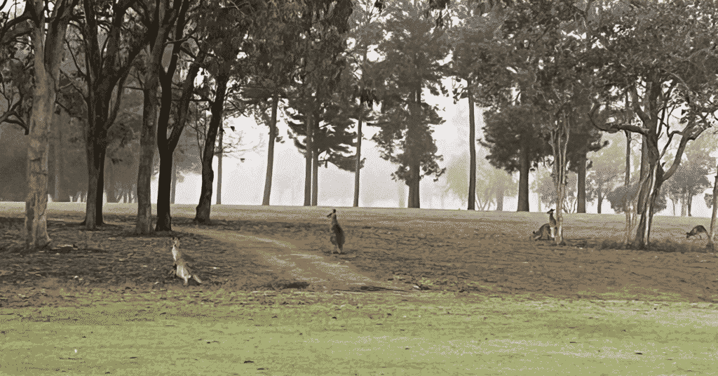 ケアンズ熱気球体験