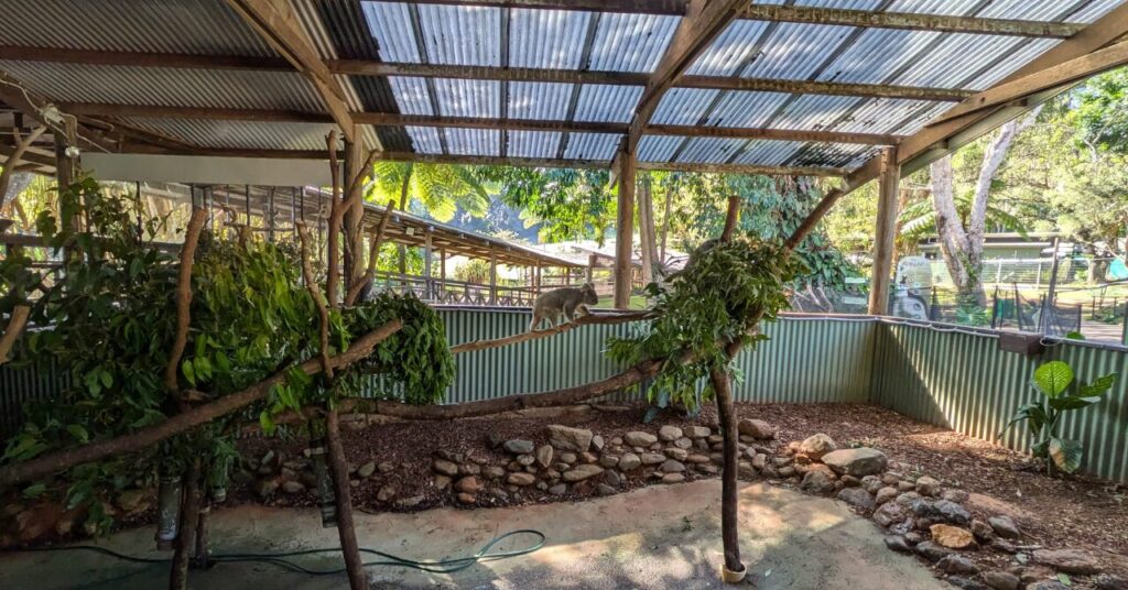 キュランダ　コアラ