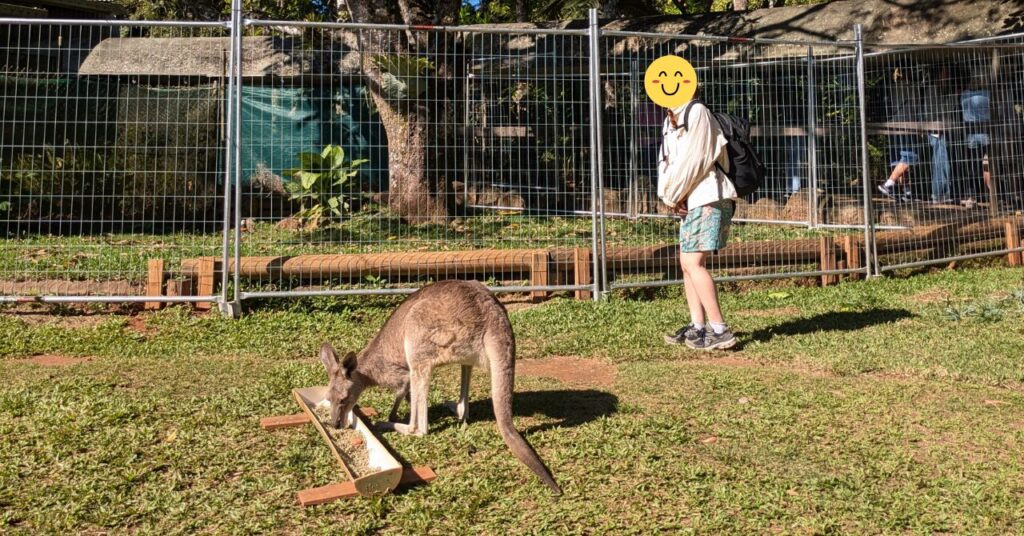 キュランダ村　カンガルー