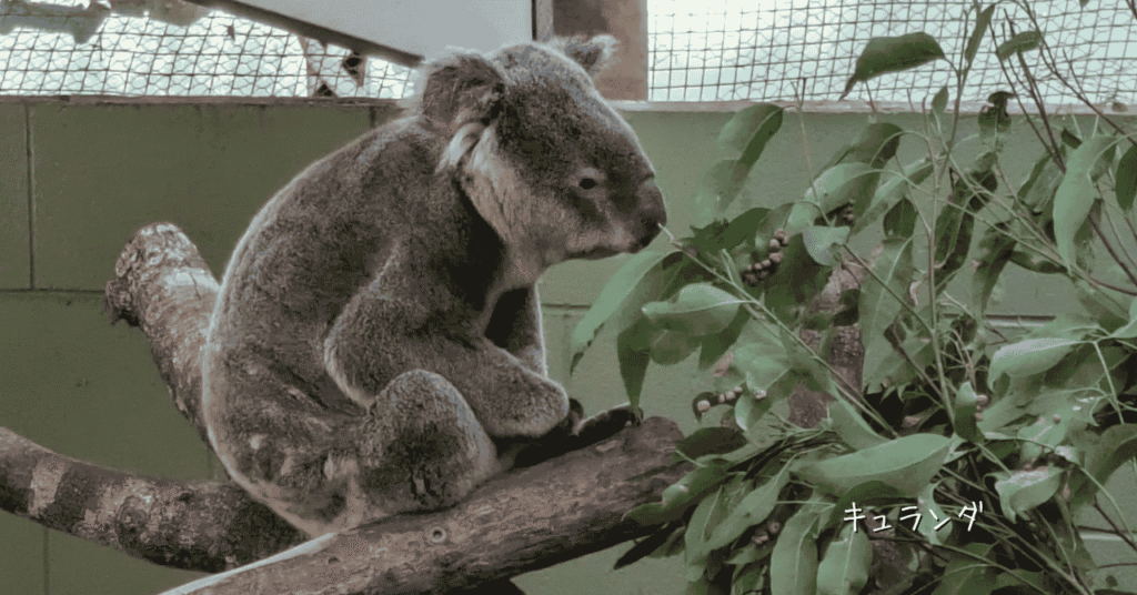 Rainforestation Nature Park